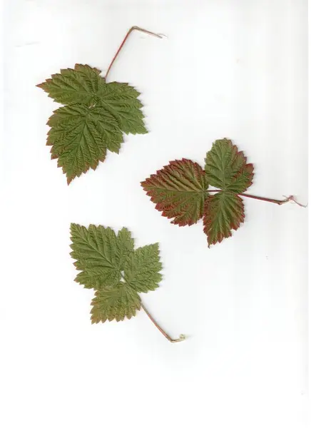 Liście Winogron Białym Tle — Zdjęcie stockowe