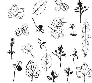 Çiçeklerin ve bitkilerin el çizimleri. Tekstil tasarımı için vektörsüz desen. 