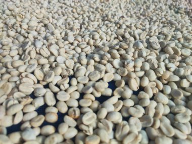 Kahve çekirdekleri, kahve çekirdekleri, kahve.