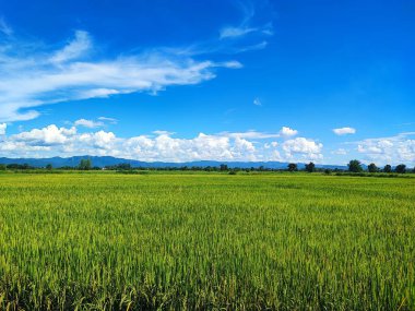Mısır tarlası ve mavi gökyüzü olan güzel bir manzara.
