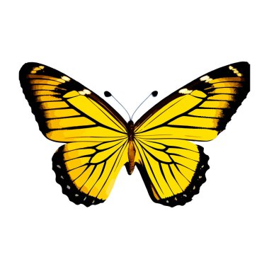 Beyaz arkaplanda izole edilmiş renkli kelebek