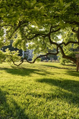 Büyük ağaç dalları çimlerin üzerine gölge düşürür. Sabah güneşinde seçici bir odak noktası olan bir tren yolunun yakın plan fotoğrafı..