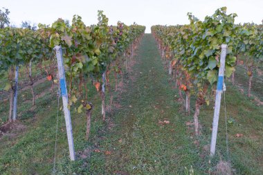 Mesafeye kadar uzanan üzüm bağları bile yakın plan. Sonbaharda hasattan sonra üzüm sıraları.