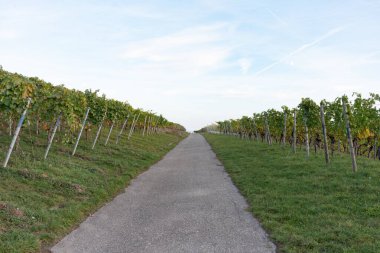 Avrupa 'da üzüm ekimi kavramı. Üzüm bağları arasındaki mesafeye giden yol..