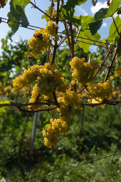Ripe white grapes hanging on vine in vineyard at sunny day, harvest season. A bunch of white grapes between the grape leaves in a vineyard.