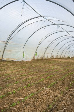 İçindeki sera ve çiçek açan sebze yatakları bereketli bir hasat vaat ediyor. Burası sürdürülebilir tarımın ve toprakta büyüyen hayatın güzelliğinin bir kanıtı..