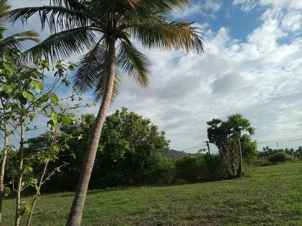Samostatná Krása Jediný Kokosový Strom Uprostřed Venkovské Vesnice Zelená Farma — Stock fotografie
