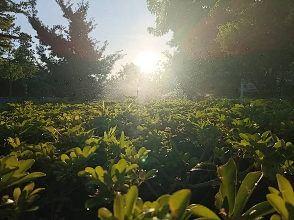 Vízpermetező Szépség Növények Nyáron Napsütés Capture — Stock Fotó