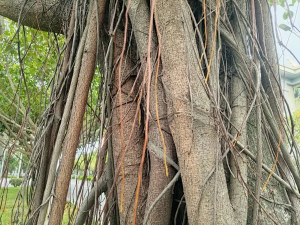 Ancient Tree\'s Tiny Suspended Roots: A Symbol of Timeless Strength