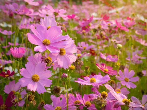 Cosmos Flower Blurred Background Blooming Pink Flower — Stock Photo, Image