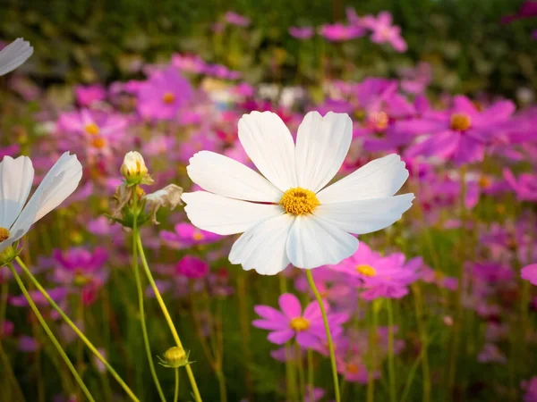 Cosmos Flower Blurred Background Blooming White Flower — Stock Photo, Image