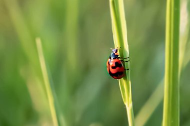 Yeşil çimenlikteki uğur böceği, böcek makrosu ve doğal görünümü 