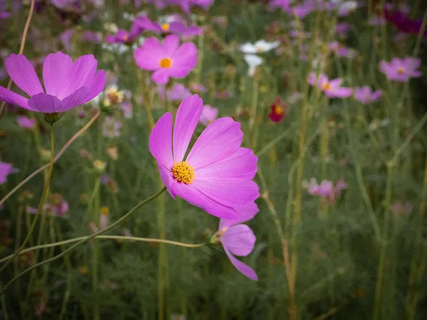 Kosmos Kwiat Zamazanym Tle Kwitnący Purpurowy Kwiat — Zdjęcie stockowe