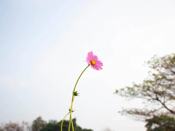 stock image Cosmos flower with blurred background. blooming pink flower.