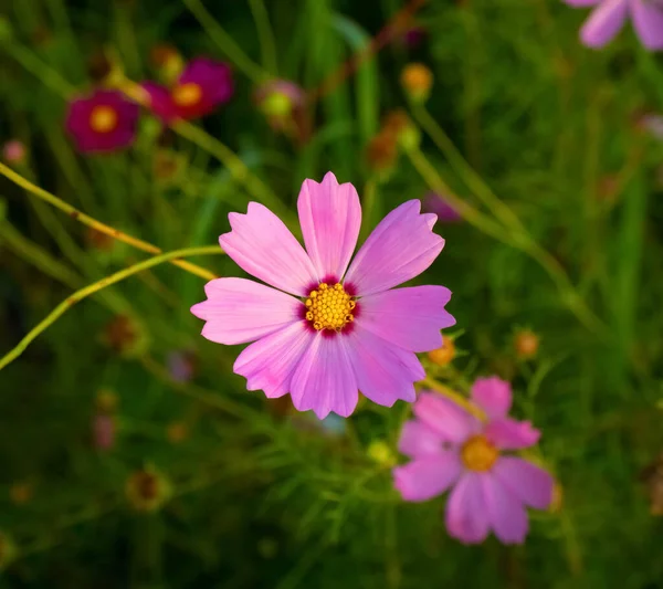 Квітка Космосу Розмитим Тлом Квітуча Рожева Квітка — стокове фото