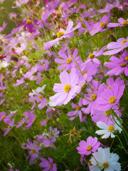 Фіолетова Квітка Космосу Розмитим Тлом Квітуча Фіолетова Квітка — стокове фото