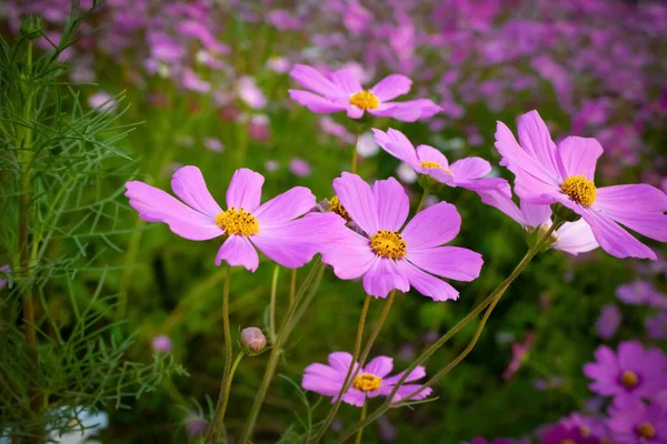 Квітка Космосу Розмитим Тлом Квітуча Фіолетова Квітка — стокове фото