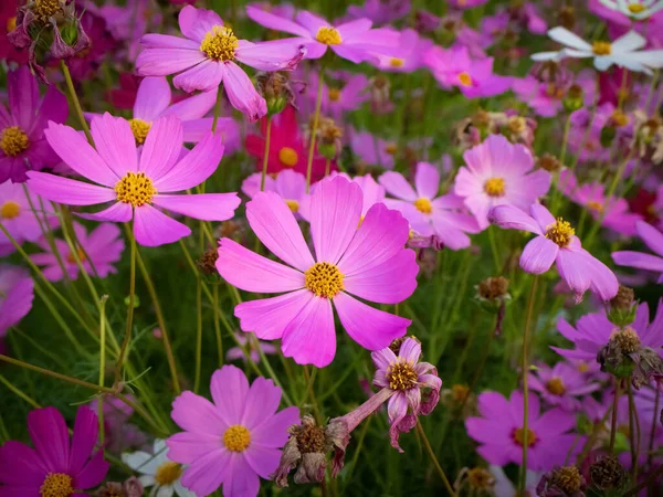 背景がぼやけてコスモスの花 ピンクの花を咲かせ — ストック写真