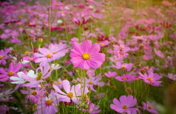 Kosmos Blume Mit Verschwommenem Hintergrund Blühende Rosa Blume — Stockfoto