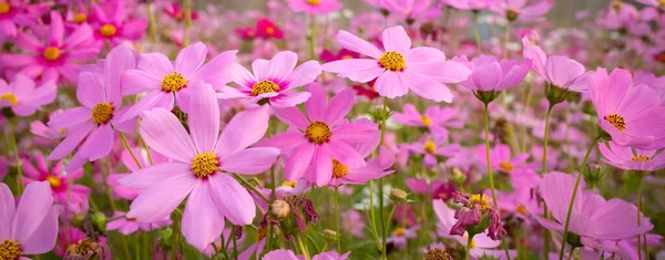 Kozmosz Virág Elmosódott Háttérrel Virágzó Rózsaszín Virág — Stock Fotó