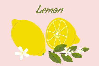 Bir dilim dilimlenmiş taze organik sarı limon ve narin pembe bir arka planda yeşil yapraklı ve çiçekli limon dalı. Vektör.