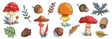 Mantar, yaprak ve meşe palamudu koleksiyonu. Çeşitli tasarımlar için sonbahar elementleri. Parlak sonbahar konsepti.