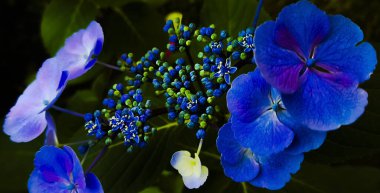 Hydrangea makrophulla geniş yapraklı bahçe süslemesi mavi ve mor çiçekli yeşil büyük bulanık yapraklı koyu arkaplan 