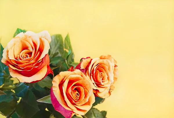Three orange roses with red accents in a bouquet with green leaves on an orange-beige background in a festive bouquet
