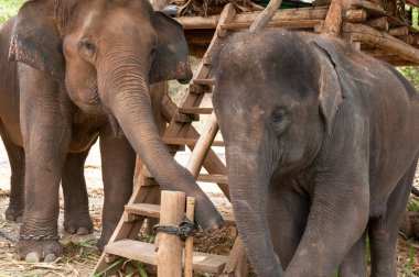 Kuzey Tayland 'da, Chiang Mai yakınlarında korunan Asya fili.