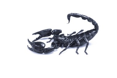 İmparator Scorpion, (Pandinus Imperator) beyaz arka planda izole edildi. Böcek. Eklemli kuyruğunun ucunda zehirli bir iğne var. Sırt üstü kıvrılabilir. Çoğu tür tropikal ve subtropikal bölgelerde yaşar..
