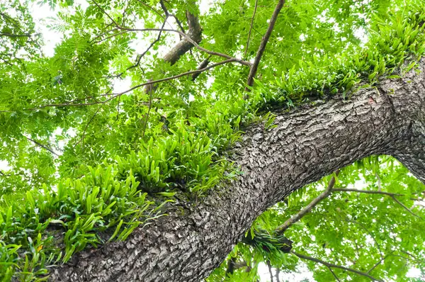 Eğreltiotları Yosun Parazitleriyle Kaplı Büyük Bir Ağacın Dalları — Stok fotoğraf