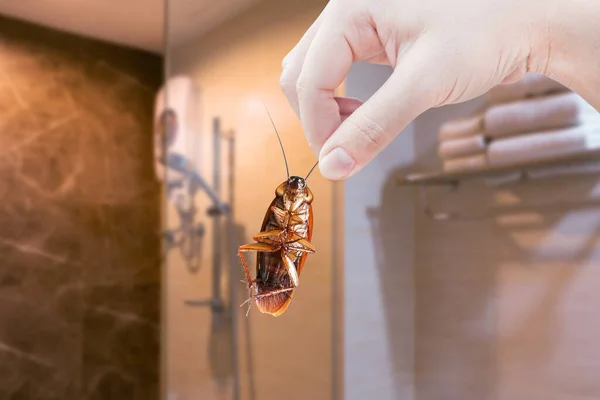 화장실 집에서 바퀴벌레를 질병의 운반자로 바퀴벌레를 바퀴벌레 — 스톡 사진