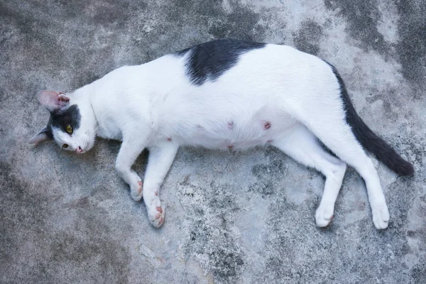 Beautiful Pregnant Cat Sprawled Ground — Stock Photo, Image