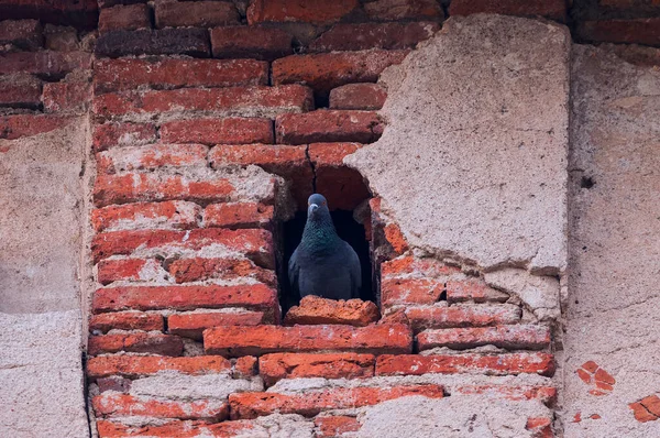 Schöne Aufnahme Einer Grauen Taube Taube Die Ihrem Nest Einem — Stockfoto