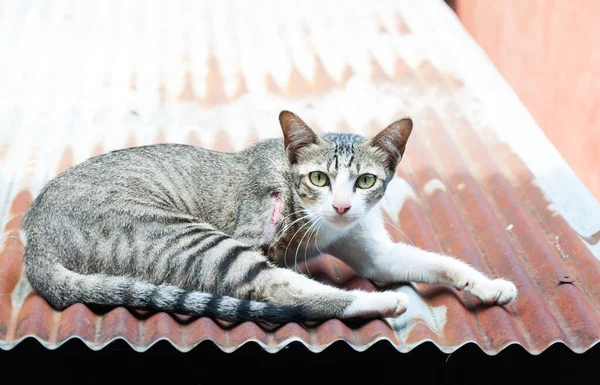 Γάτα Έχει Ένα Τραύμα Στην Καυτή Μεταλλική Οροφή — Φωτογραφία Αρχείου