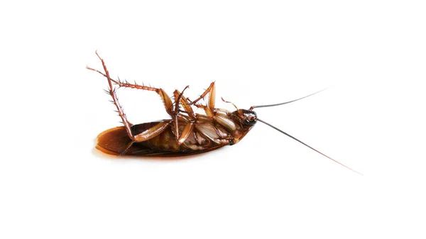 Kakkerlak Geïsoleerd Een Witte Achtergrond Bovenaanzicht Dode Kakkerlakken — Stockfoto