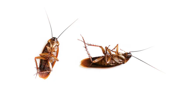 Κατσαρίδα Απομονωμένη Λευκό Φόντο Πάνω Όψη Νεκρά Cockroachs — Φωτογραφία Αρχείου