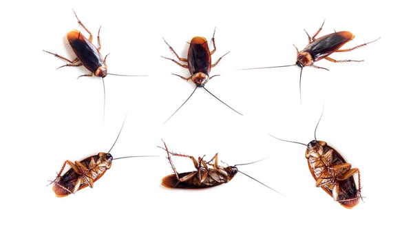 Kakkerlak Van Voor Achter Geïsoleerde Witte Achtergrond Kakkerlak Ongedierte Vuil — Stockfoto