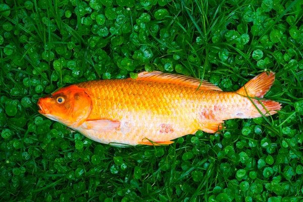 Мертвый Модный Карп Рыб Карп Кои Рыб Заболеваний Зараженных Зеленой — стоковое фото