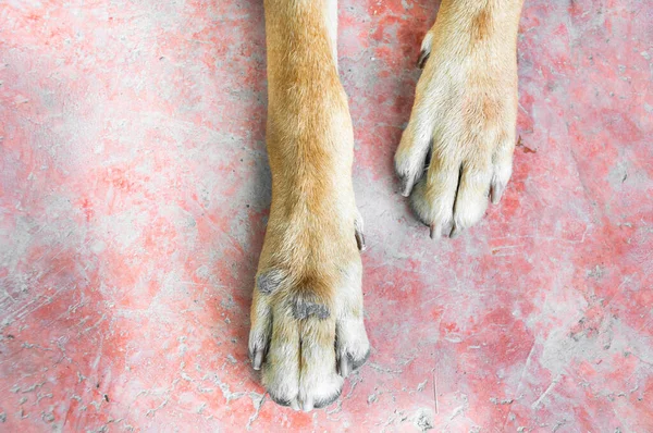 Πόδι Του Σκύλου Στο Πάτωμα — Φωτογραφία Αρχείου
