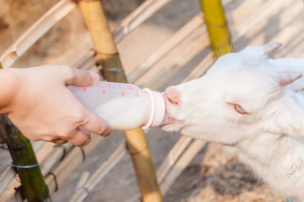 Yavru Keçiyi Çiftlikte Süt Şişesiyle Beslemek Keçiyi Sütle Beslemek — Stok fotoğraf