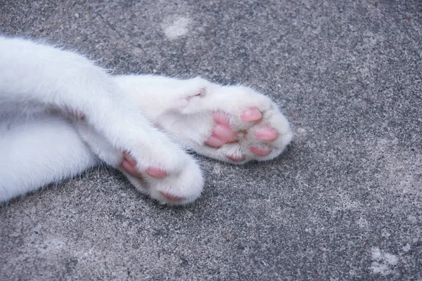 Portret Kocich Łap Piękny Kot Nogi Zwierzę Kot — Zdjęcie stockowe