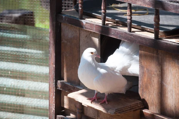 Weiße Tauben Sitzen Fenster Ihres Holzhauses — Stockfoto