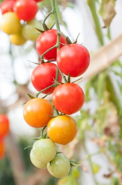 Taze vişneli domatesler bahçede, Bitki domatesleri (seçici odak)