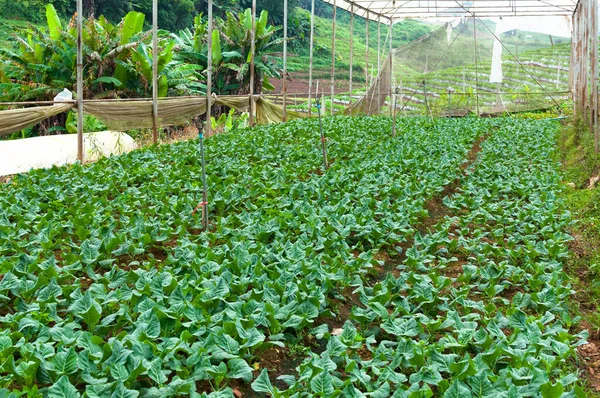 Organic vegetable farm garden,future agriculture for safety food in Northern Thailand