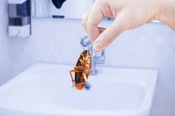 화장실 집에서 바퀴벌레를 질병의 운반자로 바퀴벌레를 바퀴벌레 — 스톡 사진