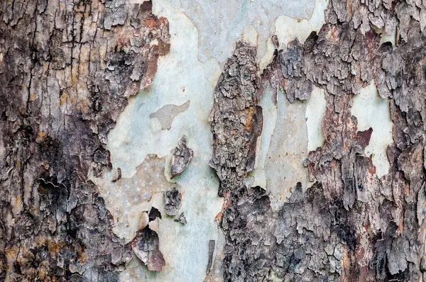 Struktura Kůry Přírodním Parku Stromová Textura Abstraktní Pro Pozadí — Stock fotografie