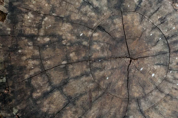 Baumringe Altes Holz Textur Hintergrund Querschnitt Jahresring Natur Hintergrund — Stockfoto