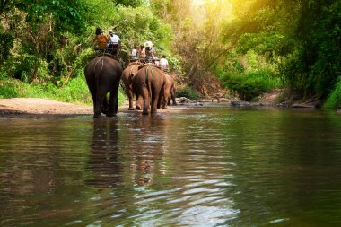 Grup turistleri Kuzey Tayland 'daki Chiang Mai ormanında file binecekler.