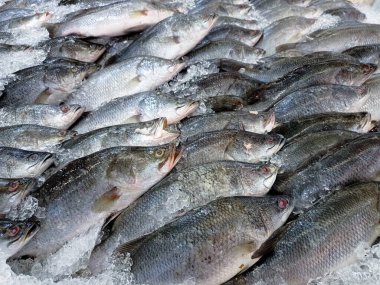 Pazarda buzlukta taze balık. Süpermarkette buzda satılık. Normalde besin kaynağı olarak üretilen bir tatlı su balığı türüdür..